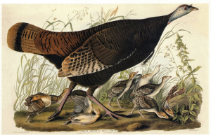 Audubon Turkey